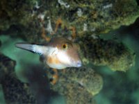 Sharpnose Puffer is grown at 4 inches.